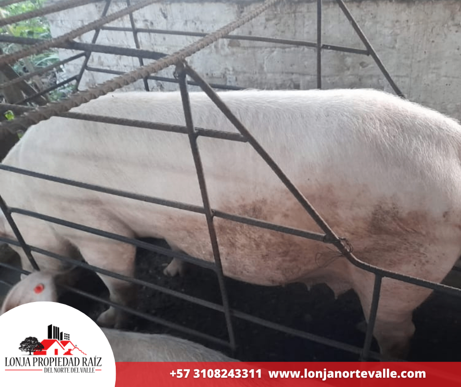 Casas en Venta, Ansermanuevo,  - Vereda