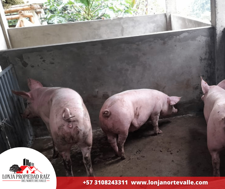 Casas en Venta, Ansermanuevo,  - Vereda