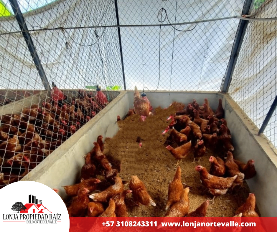 Casas en Venta, Ansermanuevo,  - Vereda